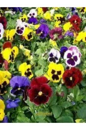 10 Adet Tohum Hercai Menekşe Güzel Çiçek thumbnail 4