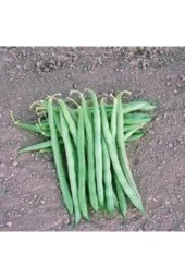 100 Adet Tohum Süper Paket Gina Fasulye T - 2