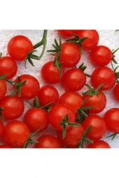 100 Adet Tohum Eko Paket Ithal Pinpon Domates - 3