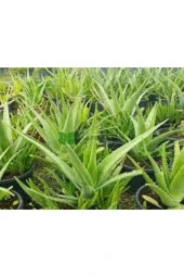 Nadir Bulunan Saksılık Aloevera Çiçeği 5 Adet Tohum - 2