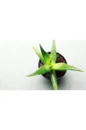 Nadir Bulunan Saksılık Aloevera Çiçeği 5 Adet Tohum - 3