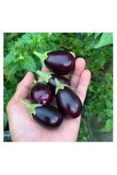 Tohum Mini Mor Patlıcan Tohum İthal Nadir Thayland Patlıcanı 5 Adet - 1