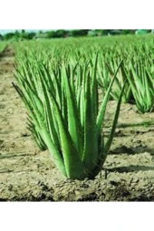 Nadir Bulunan Saksılık Aloevera Çiçeği 5 Adet Tohum - 5