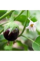 30 Adet Mega Paket Adana Dolmalık Mor Patlıcan Yerli Orİjinal Tohum thumbnail 1