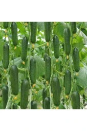 20 Adet Nadir Organik Badem Silor Sülor Salatalık Saksı Toprak Hediyemiz - 2