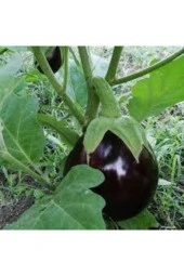 30 Adet Mega Paket Adana Dolmalık Mor Patlıcan Yerli Orİjinal Tohum thumbnail 2