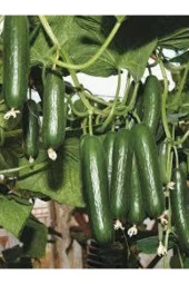 20 Adet Nadir Organik Badem Silor Sülor Salatalık Saksı Toprak Hediyemiz - 3