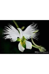 5 Adet Tohum Çok Nadir Japon Radiata Kuş Orkide Çiçeği - 1