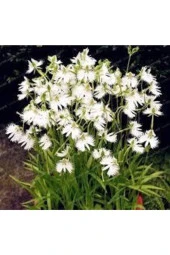 5 Adet Tohum Çok Nadir Japon Radiata Kuş Orkide Çiçeği - 2