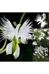 5 Adet Tohum Çok Nadir Japon Radiata Kuş Orkide Çiçeği - 3