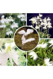 5 Adet Tohum Çok Nadir Japon Radiata Kuş Orkide Çiçeği - 4