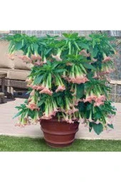 5 Adet Tohum Nadir Bulunan Meleklerin Borozanı Pembe Angel Trumpet Çiçeği - 2