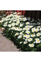 20 Adet Tohum Yayılıcı Kır Papatyası Çiçeği Saksı Toprak Sürpriz Hediye Çiçek Tohumlu - 1