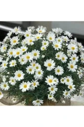 20 Adet Tohum Yayılıcı Kır Papatyası Çiçeği Saksı Toprak Sürpriz Hediye Çiçek Tohumlu - 2