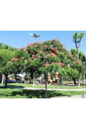 10 Adet Tohum Gülibrişim Ağacı Tohum Gülibrişim Tohum Süpriz Hediye Bonsai Ağacı Tohumla thumbnail 2