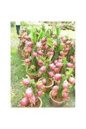 10 Adet Tohum Ithal Nadir Tropikal Saksılık Pitaya Meyvesi Tohum Ejder Meyvesi Tohum Süpriz Hediyeli thumbnail 2