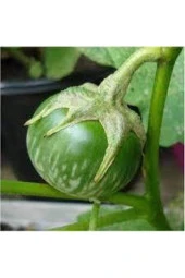 5 Adet Tohum Nadir Yeşil Dolmalık Patlıcan Tohum Ithal Nadir Thayland Patlıcanı Sürpriz Heidyeli thumbnail 1