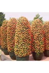 10 Adet Tohum Bodur Bonsai Mandalina Bonzai Ağacı Tohum Süpriz Hediye Bonsai Ağacı Tohum thumbnail 2