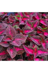 5 Adet Tohum Nadir Yaprağı Güzel Çiçeği Tohuımu Güzel Yapraklı Saksıtoprak Sürpriz Hediye Tohum - 1