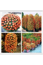 10 Adet Tohum Bodur Bonsai Mandalina Bonzai Ağacı Tohum Süpriz Hediye Bonsai Ağacı Tohum thumbnail 3