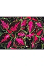 5 Adet Tohum Nadir Yaprağı Güzel Çiçeği Tohuımu Güzel Yapraklı Saksıtoprak Sürpriz Hediye Tohum - 2