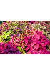 5 Adet Tohum Nadir Yaprağı Güzel Çiçeği Tohuımu Güzel Yapraklı Saksıtoprak Sürpriz Hediye Tohum - 3