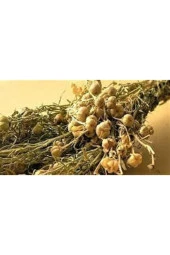 20 Adet Tohum Üzerlik Tütsü Egzotik Kokulu Nazar Otu Tütsü Nazara Karşı Şifalı Olduğu Bilinen Tütsü - 3