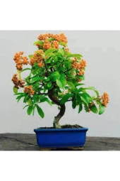 3 Adet Tohum Yeni Dünya Ateş Dikeni Bodur Bonzai Bonsai Meyvesi Saksı Toprak Sürpriz Hediye Tohum - 2