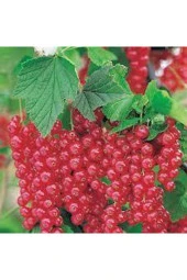 Tohum Tropikal Frenk Üzümü Tohum Bektaş Üzümü Tohumu Tohum Saksı Toprak 20 Adet - 1