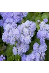 20 Adet Tohum Vapur Dumanı Çiçek Tohumu Vapur Dumanı Çiçeği Sürpriz Hediye Tohumludur - 2