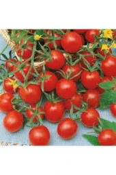 20 Adet Tohum Eko Paket Nadir Ithal Pinpon Domates Tohumu Sürpriz Hediyli thumbnail 1