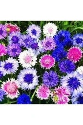 10 Adet Tohum Kontur Çiçeği Tohumu Nadir Bulunan Çiçeklerden Sürpriz Hediye Tohumla Gönderilir thumbnail 1