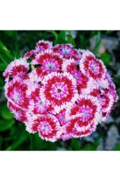 0 Adet Tohum Karışık Hüsnü Yusuf Çiçek Tohumu Hüsnü Fusuf Hediye Tohumlu - 1