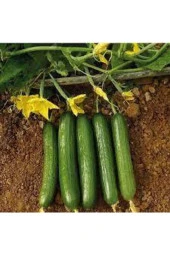 10 Adet  Badem Salatalık Köy Salatalığı Tohumu Bol Verimli Ve Hediye Tohumlu - 1