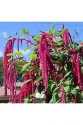 5 Adet Tohum Nadir Tilki Kuyruğu Çiçeği Tohumu Saksı Toprak Süpriz Hediye Tohumludur - 3