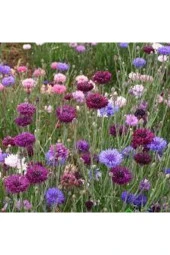 10 Adet Tohum Kontur Çiçeği Tohumu Nadir Bulunan Çiçeklerden Sürpriz Hediye Tohumla Gönderilir thumbnail 3