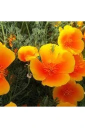 Acem Lalesi Çiçek Tohumu - 1