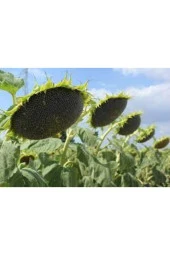 Tohum Ay Çekirdeği Çiğdem Güne Bakan Tohumu Saksı Toprak 12 Adet - 1