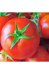 10 Adet  Mega Paket Falcon Falkon Bol Verimli Erkenci Domates Tohumu thumbnail 1
