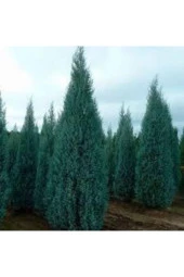 5 Adet Tohum Nadir Mavi Selvi Ağacı Tohumu Saksı Toprak Hediyemizdir - 1