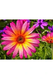 10 Adet Tohum Nadir Afrika Papatyası Çiçeği Mor Afrika Papatyası Tohumu thumbnail 1