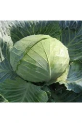 20 Adet Tohum Beyaz Lahana Tohumu Yeni Sezon Sürpriz Hediye Tohumlu thumbnail 1