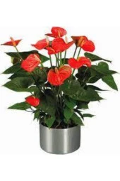 Tohum Çok Nadir Bulunan Anatoryum Anatorium Çiçeği Tohumu 5 Adet thumbnail 1