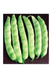 100 Adet Eko Paket Istanbul Boncuk Ayşe Kadın Kılçıksız Fasulye Tohumu - 1