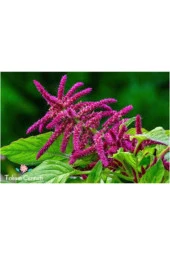 10 Adet Tohum Nadir Tilki Kuyruğu Çiçeği Tohumu Saksı Toprak - 1