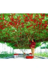 5 Adet Tohum İtalyan Domates Ağacı Tohumu Nadir Saksı Toprak - 1