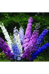 10 Adet Tohum Hezaren Çiçeği Tohumu Karışık Hezaren Çiçeği Egzotik Çiçek - 1