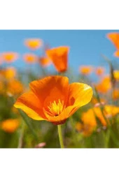 Acem Lalesi  Çiçek Tohumu - 2