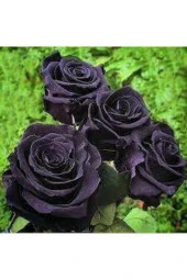 5 Adet Tohum Nadir Siyah Gül Tohumu Kara Gül Saksı Toprak - 1