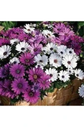 10 Adet Tohum Nadir Afrika Papatyası Çiçeği Mor Afrika Papatyası Tohumu thumbnail 2